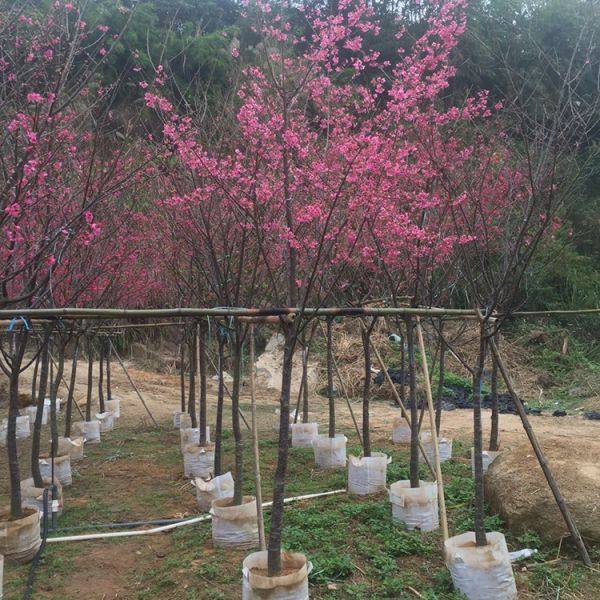 福建山櫻花