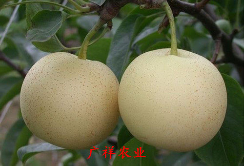 皇冠梨樹(shù)苗