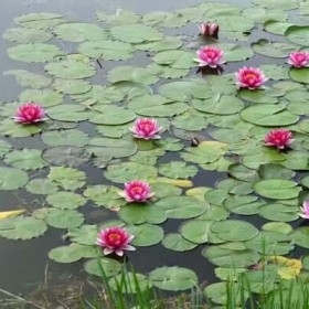 黄花碗莲价格 江苏水生植物基地