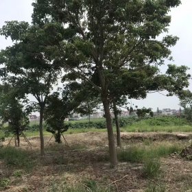 25公分重阳木价格 江苏重阳木基地