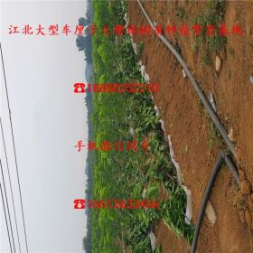 沙王樱桃树苗、沙王樱桃树苗多少钱市场报价