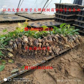 矮化红元宝大樱桃树苗、矮化红元宝大樱桃树苗价格直销基地