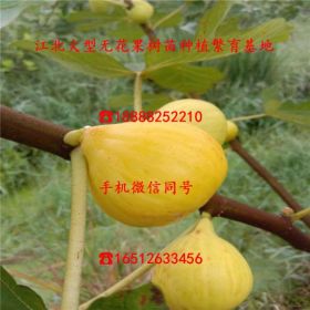 芭劳奈无花果苗什么价格、芭劳奈无花果苗批发出售