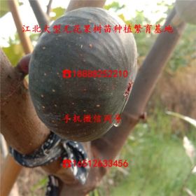 果王无花果苗多少钱、果王无花果苗批发基地