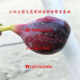 无花果树苗、芭劳奈无花果树苗价格及报价、芭劳奈无花果树苗批发基地