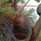 果王无花果树苗、果王无花果树苗多少钱一棵