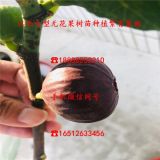 比爾無花果苗批發(fā)報價、比爾無花果苗出售價格