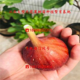 2公分无花果苗、出售价格2公分无花果苗报价