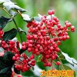 一年生花椒苗價(jià)格 山東大紅袍花椒苗批發(fā)基地