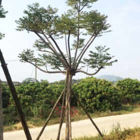 精品台湾栾树批发台湾栾树地苗价格基地种植台湾栾树