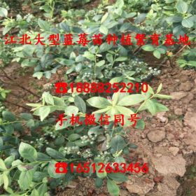 迪克西蓝莓树苗、迪克西蓝莓树苗供应价格市场价