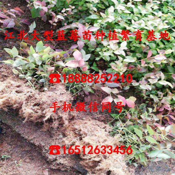 奥尼尔蓝莓苗