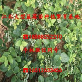 四年蓝莓树苗、四年蓝莓树苗批发报价