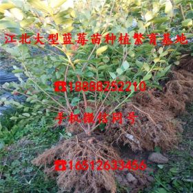 咨询达柔蓝莓树苗出售基地、达柔蓝莓树苗什么价格