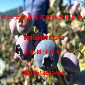 洛克西蓝莓苗多少钱批发基地、洛克西蓝莓苗哪里有卖的