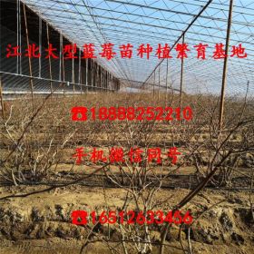 绿宝石蓝莓苗多少钱出售基地、绿宝石蓝莓苗市场价