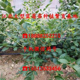 5年生蓝莓苗什么价格种植基地、5年生蓝莓苗市场价