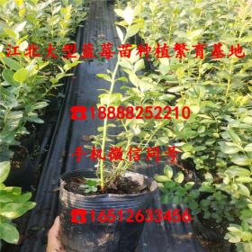 矮丛芬蒂蓝莓树苗、矮丛芬蒂蓝莓树苗价格什么价格