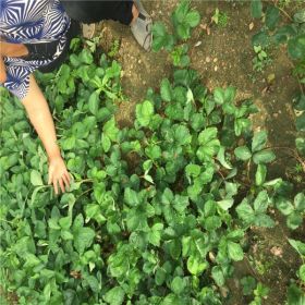 四季草莓苗种植基地  甜宝草莓苗哪里有