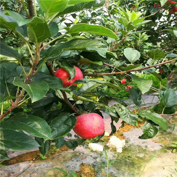 水蜜桃苹果苗