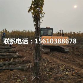 秋月梨树苗出售基地批发基地、秋月梨树苗出售基地