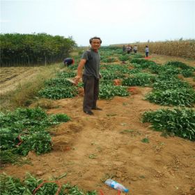 花椒苗 花椒苗價(jià)格 大紅袍花椒苗多少錢(qián)一棵