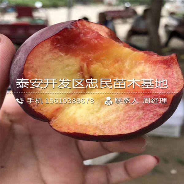 黄金蜜0号桃树苗