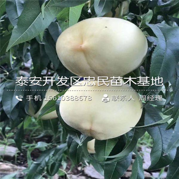 黃金蜜0號(hào)桃樹苗