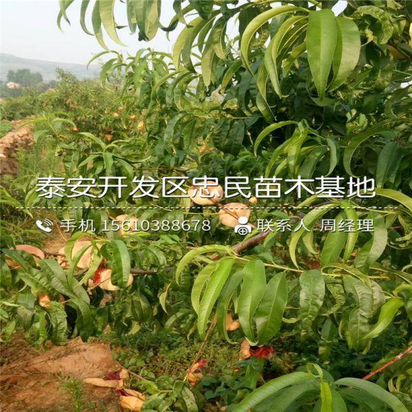 中油20号桃树苗