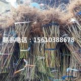 黄金蜜4号桃树苗、黄金蜜4号桃树苗一棵多少钱、黄金蜜4号桃树苗价格及报价