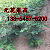 供應無花果苗2公分-3公分無花果苗多少錢一株