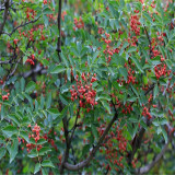 大紅袍花椒苗哪里有 山東花椒苗批發(fā)多少錢