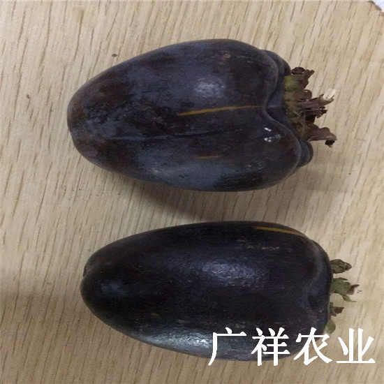 黑柿子树苗