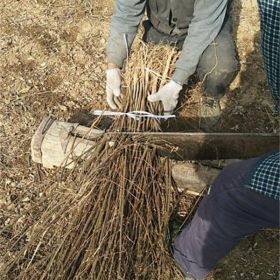 刺槐苗采购基地// 1年刺槐苗 +2年刺槐苗+山西刺槐苗