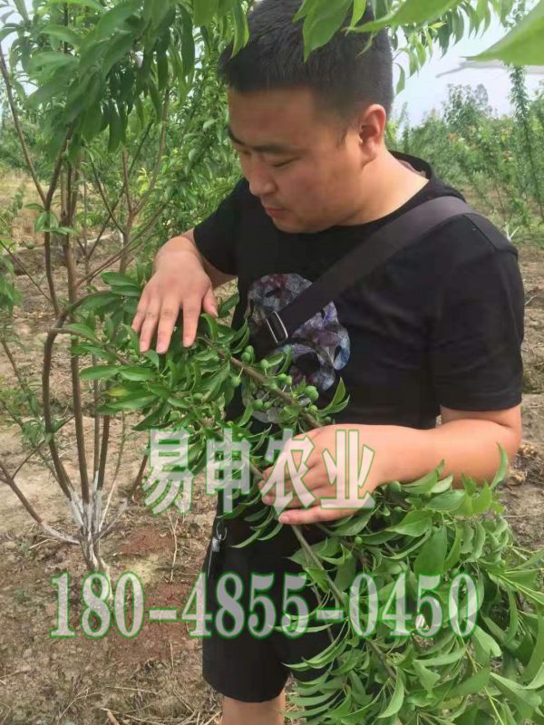 湖南青脆李苗