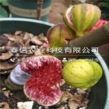 批发无花果树苗、无花果树苗基地