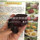 新品种玫瑰皇后李子苗 玫瑰皇后李子苗批发价格 玫瑰皇后李子苗批发多少钱一棵