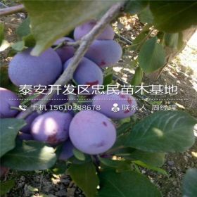 李子苗、李子苗什么价格、李子苗基地