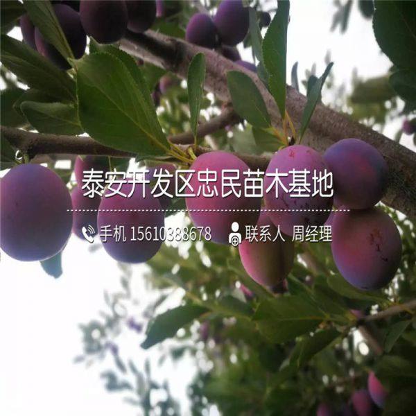 黑琥珀李子苗