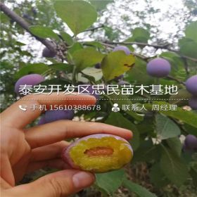 哪里出售金皇后李子苗 金皇后李子苗批发 金皇后李子苗批发价格多少钱