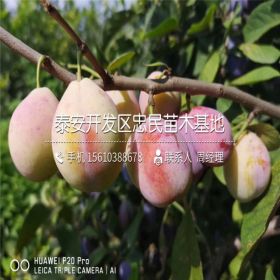 2公分蓝蜜李子苗价格、蓝蜜李子苗批发基地