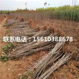 乌皮樱桃苗、乌皮樱桃苗批发价格、乌皮樱桃苗销售基地