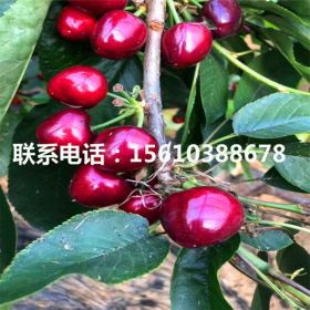 红蜜樱桃苗、红蜜樱桃苗价格多少钱、红蜜樱桃苗基地