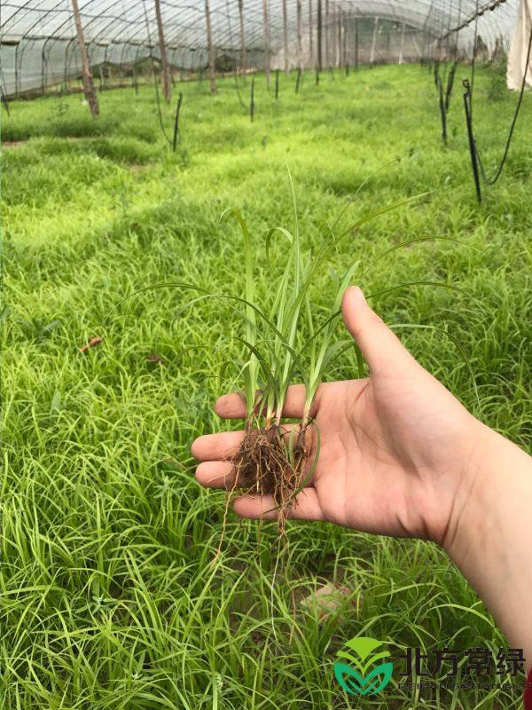 青綠苔草