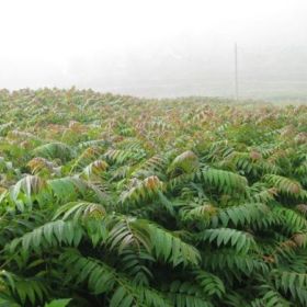 我想种植香椿树苗 哪里有卖香椿苗的 香椿树苗价格