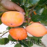 太秋柿子苗購(gòu)買求購(gòu)、太秋柿子苗價(jià)格