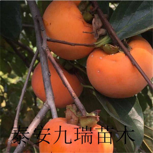 柿子樹苗