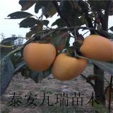 富平尖柿子苗購(gòu)買求購(gòu)、富平尖柿子苗價(jià)格