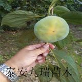 牛心柿子苗購買求購、牛心柿子苗價(jià)格