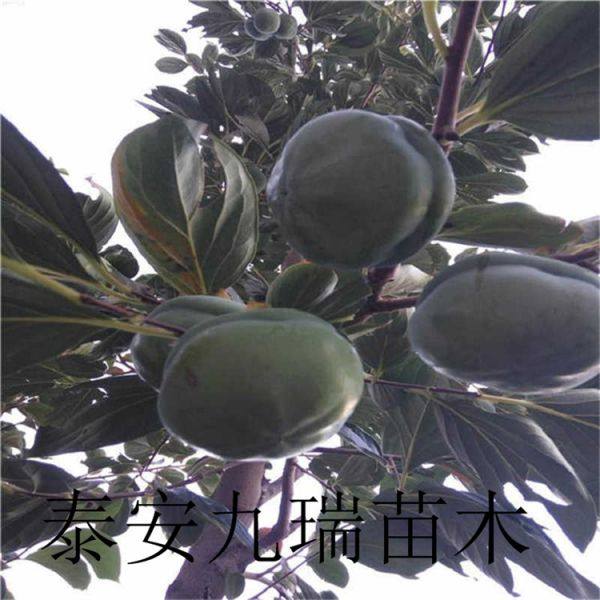 柿子樹苗